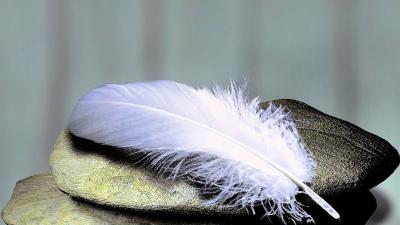 feathers-1359097_1280